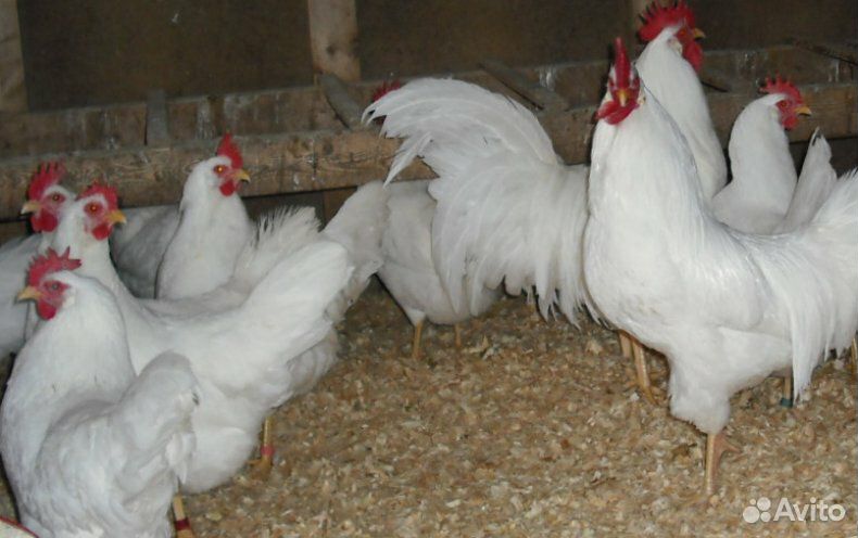 Продам цыплят "Леггорн" вывод 30 июня купить на Зозу.ру - фотография № 2