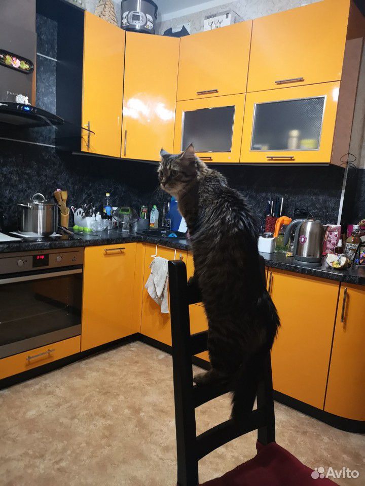 Кот, ищет кошечку на свидание купить на Зозу.ру - фотография № 9