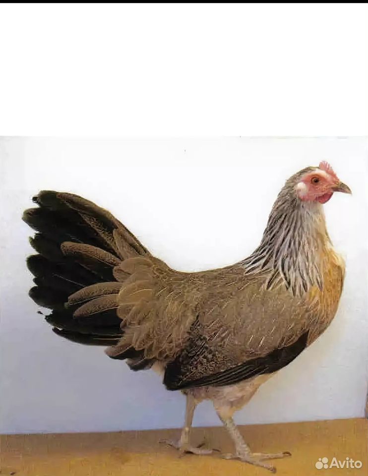 Продам карликовых кур с цыплятами и петушков пород купить на Зозу.ру - фотография № 2
