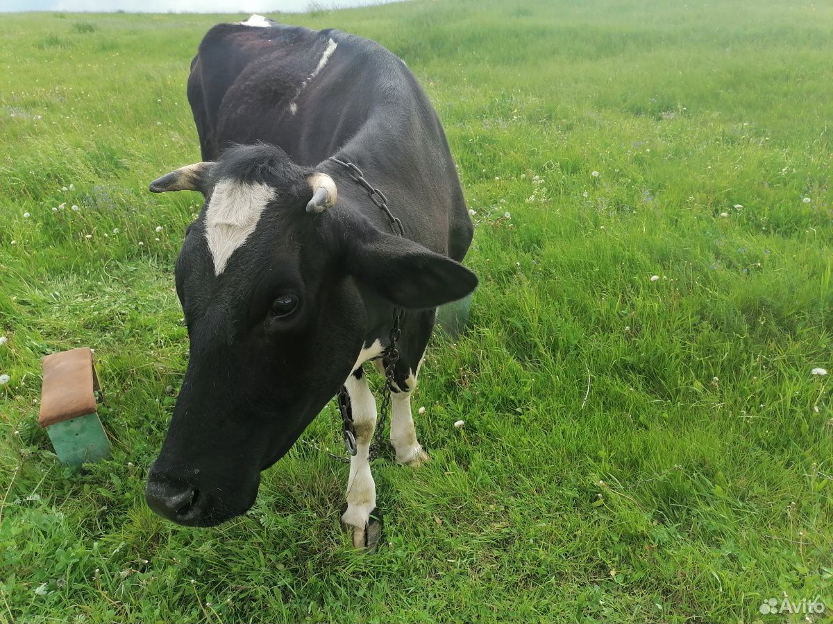 Корова с телочкой купить на Зозу.ру - фотография № 3
