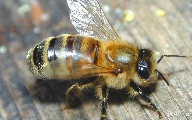 Пчелопакеты и пчелосемьи купить на Зозу.ру - фотография № 1