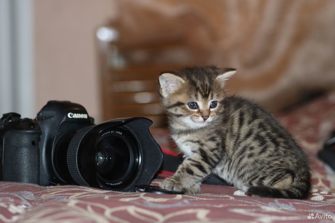 Очаровательные котятки в добрые руки купить на Зозу.ру - фотография № 3
