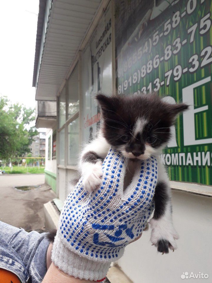 Котята,2 котика и трехцветная девочка купить на Зозу.ру - фотография № 3