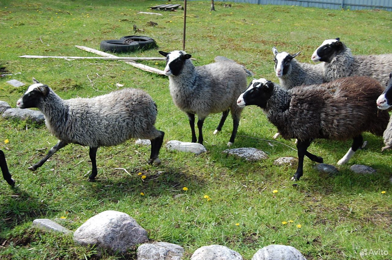 Романовские овца Узбекистана