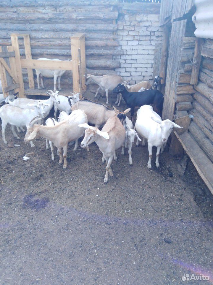 Продам дойных коз купить на Зозу.ру - фотография № 4