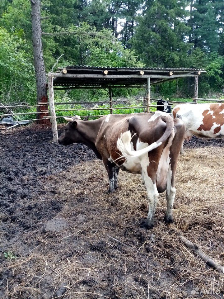 Продам корову на мясо купить на Зозу.ру - фотография № 5