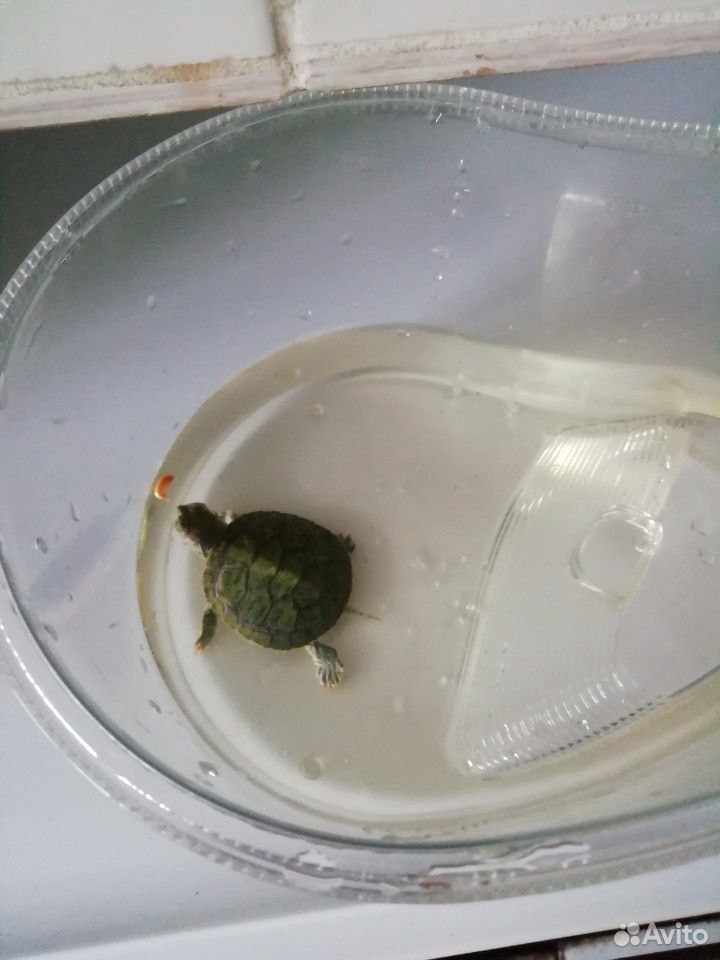 Черепаха с аквариумом купить на Зозу.ру - фотография № 1