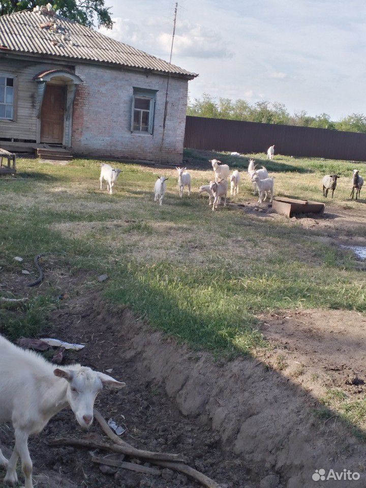 Тёлки козы купить на Зозу.ру - фотография № 6