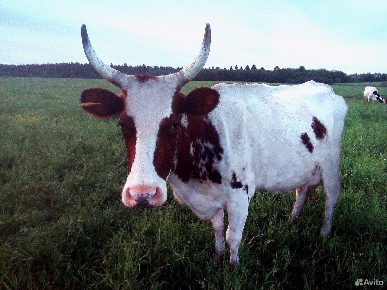 Корова породы Айрширской купить на Зозу.ру - фотография № 2