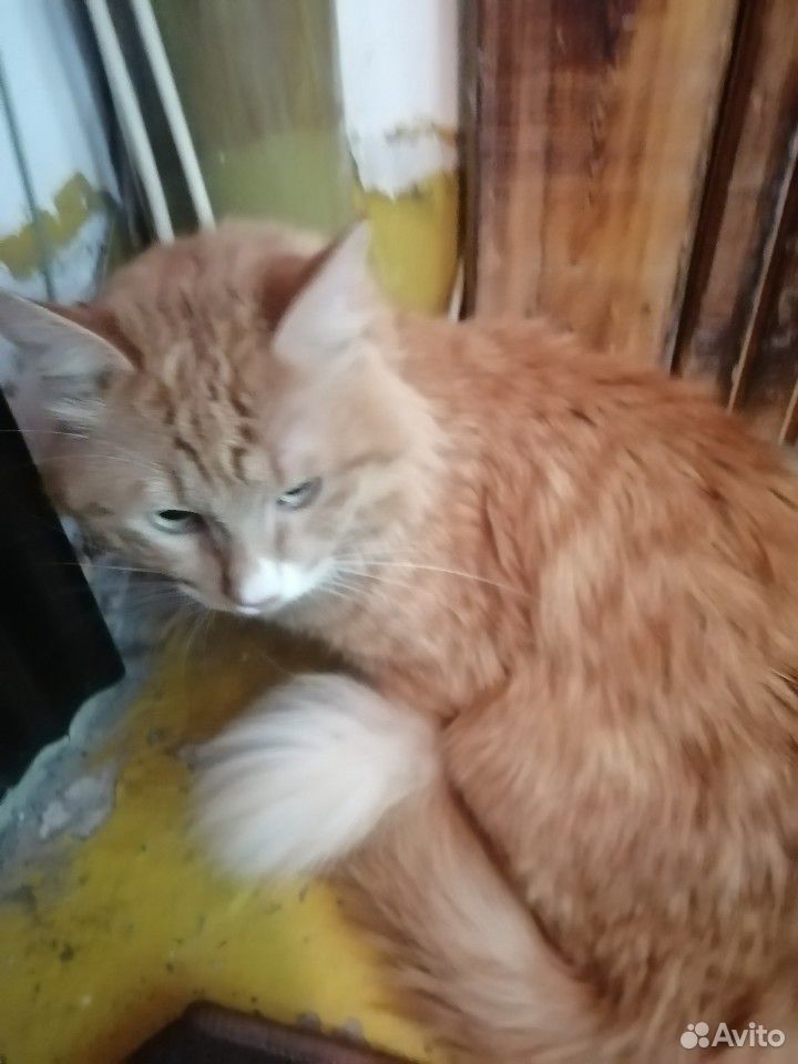 Кошка - Рыжая сибирская купить на Зозу.ру - фотография № 3