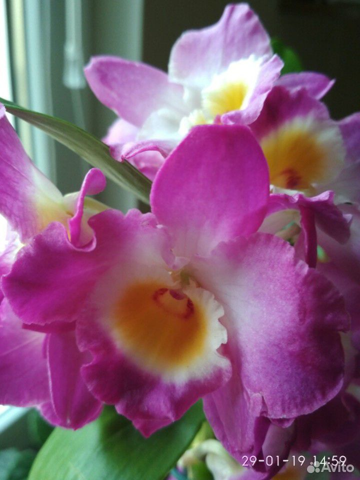 Орхидея Дендробиум Нобиле, детки купить на Зозу.ру - фотография № 1