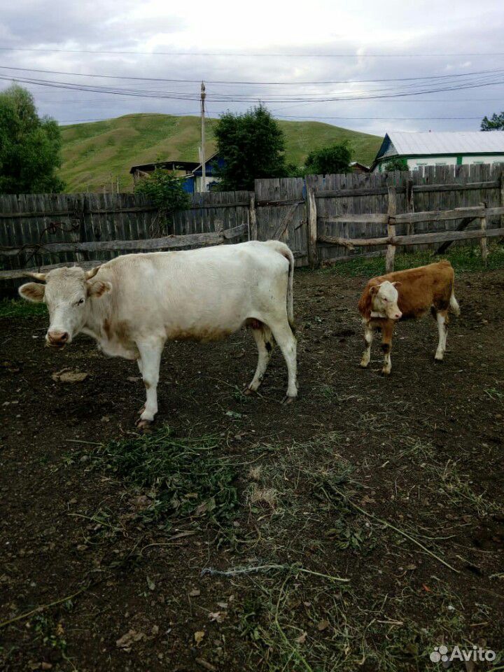 Телята (подсосные ) и корова с телёнком купить на Зозу.ру - фотография № 1