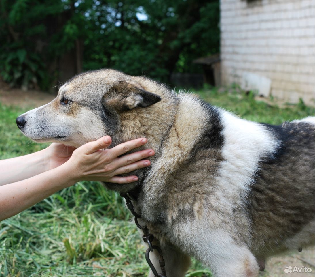 Собака ищет дом купить на Зозу.ру - фотография № 1