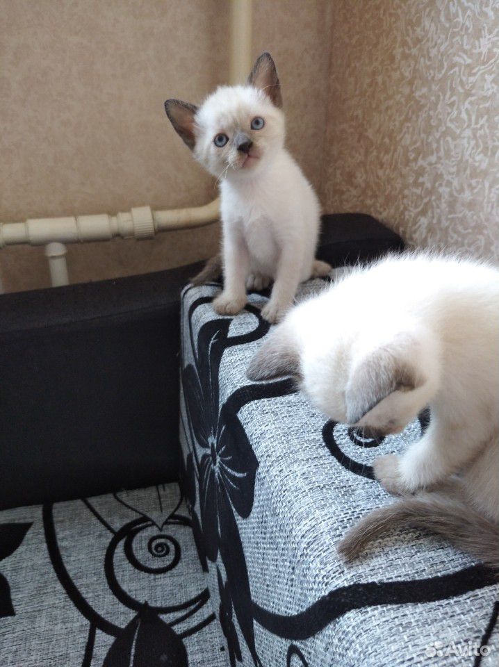 Котята тайские купить на Зозу.ру - фотография № 4