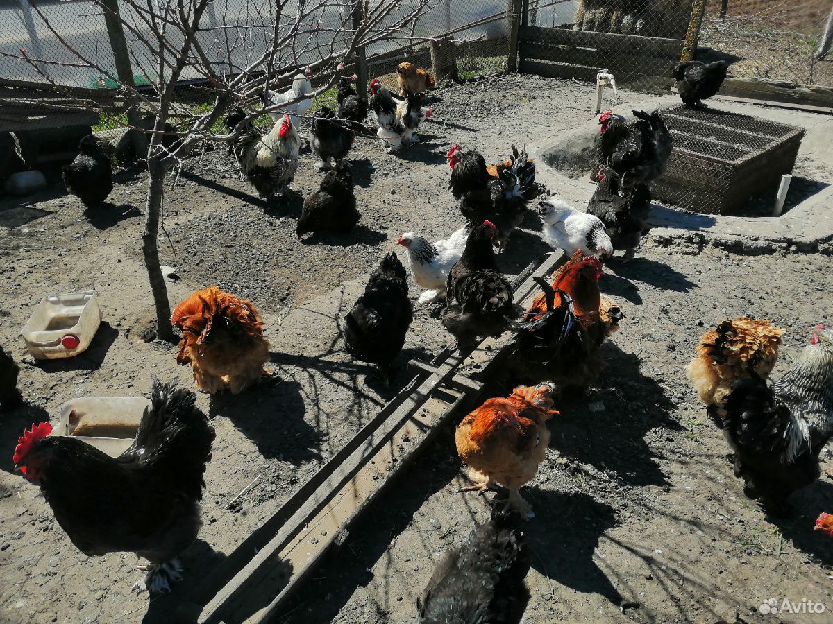 Цыпленок "Брама" возраст неделя, пропоены цена 150 купить на Зозу.ру - фотография № 3