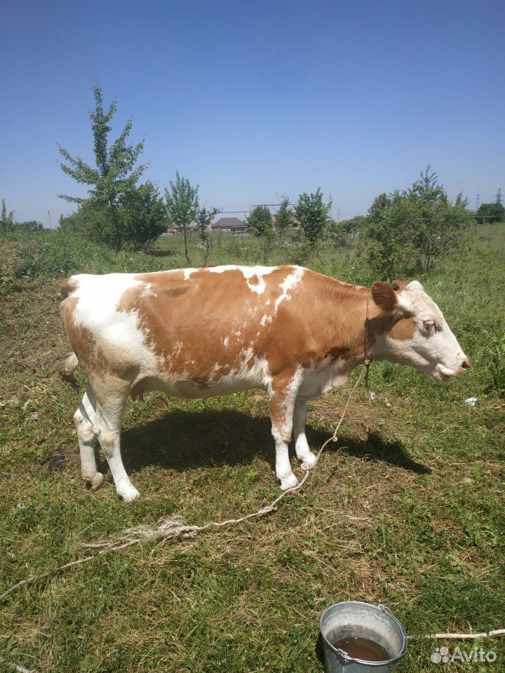 Корова семинталка купить на Зозу.ру - фотография № 3