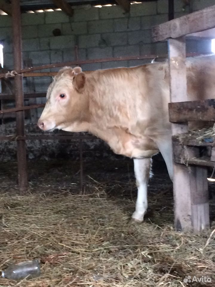 Корова с бычком купить на Зозу.ру - фотография № 2
