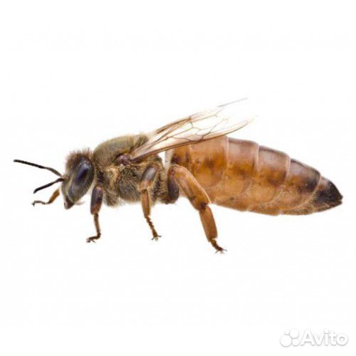 Матки пчелиные купить на Зозу.ру - фотография № 1
