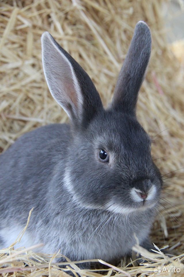 Продаются 3-х месячные кролики (серые, белые, черн купить на Зозу.ру - фотография № 1