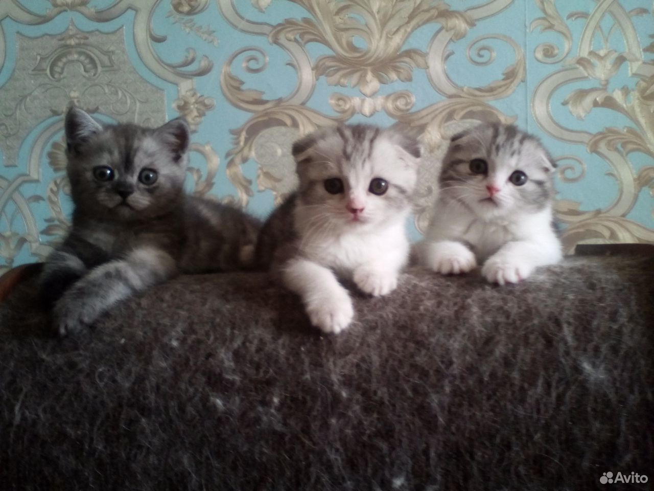 Вислоухие мраморные котята купить на Зозу.ру - фотография № 1