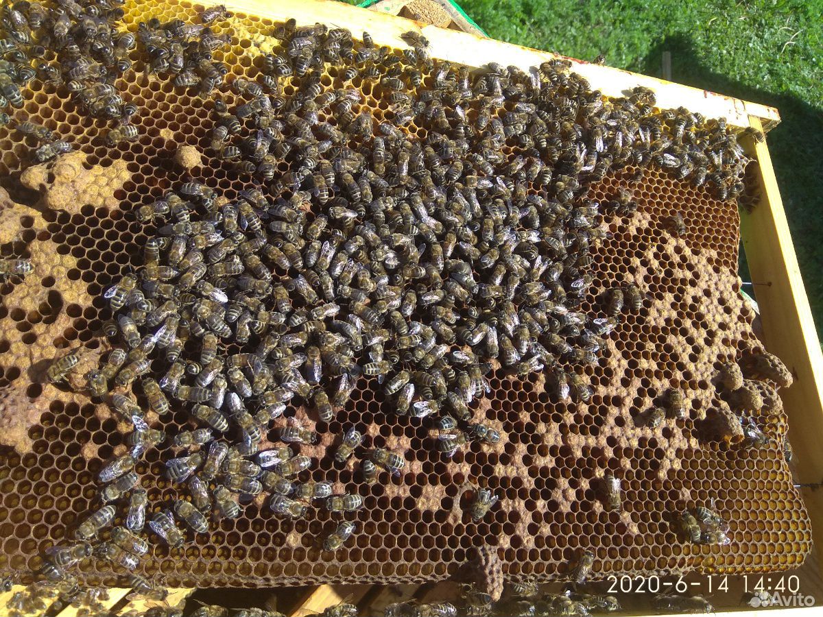 Матки пчелы купить на Зозу.ру - фотография № 1