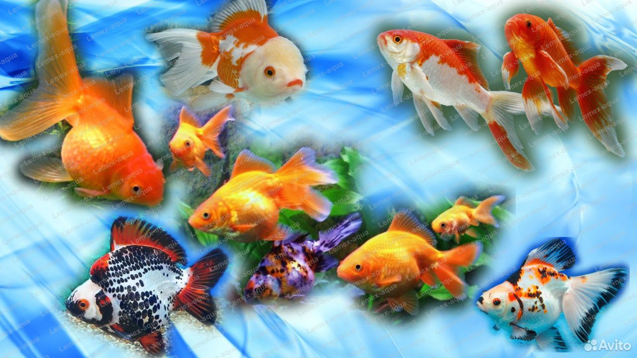 Золотые рыбы для аквариума и пруда(отбор) купить на Зозу.ру - фотография № 1