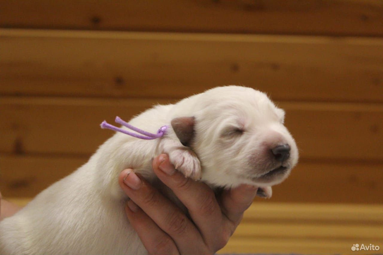 Продаются щенки Белой Швейцарской Овчарки купить на Зозу.ру - фотография № 4