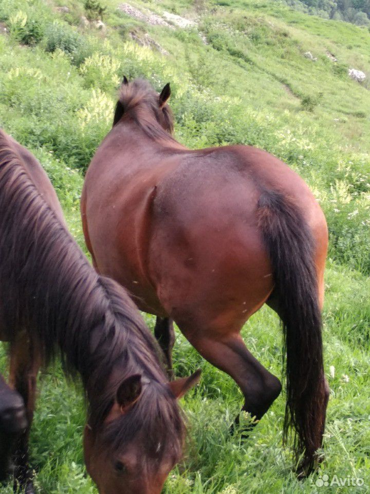 Лошади кобылы купить на Зозу.ру - фотография № 2