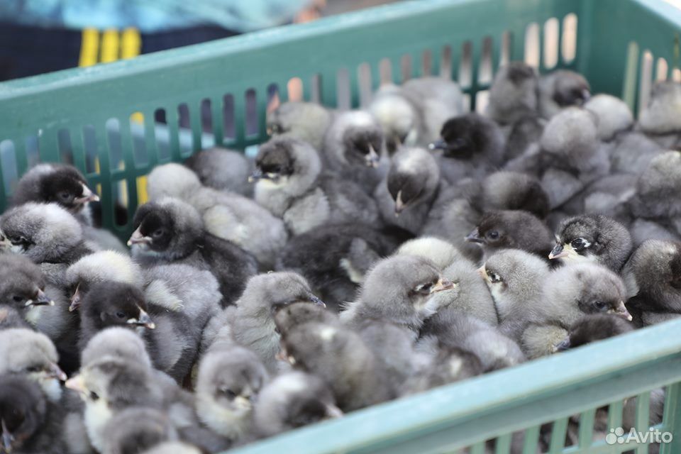 Суточные цыплята пород даминант купить на Зозу.ру - фотография № 1