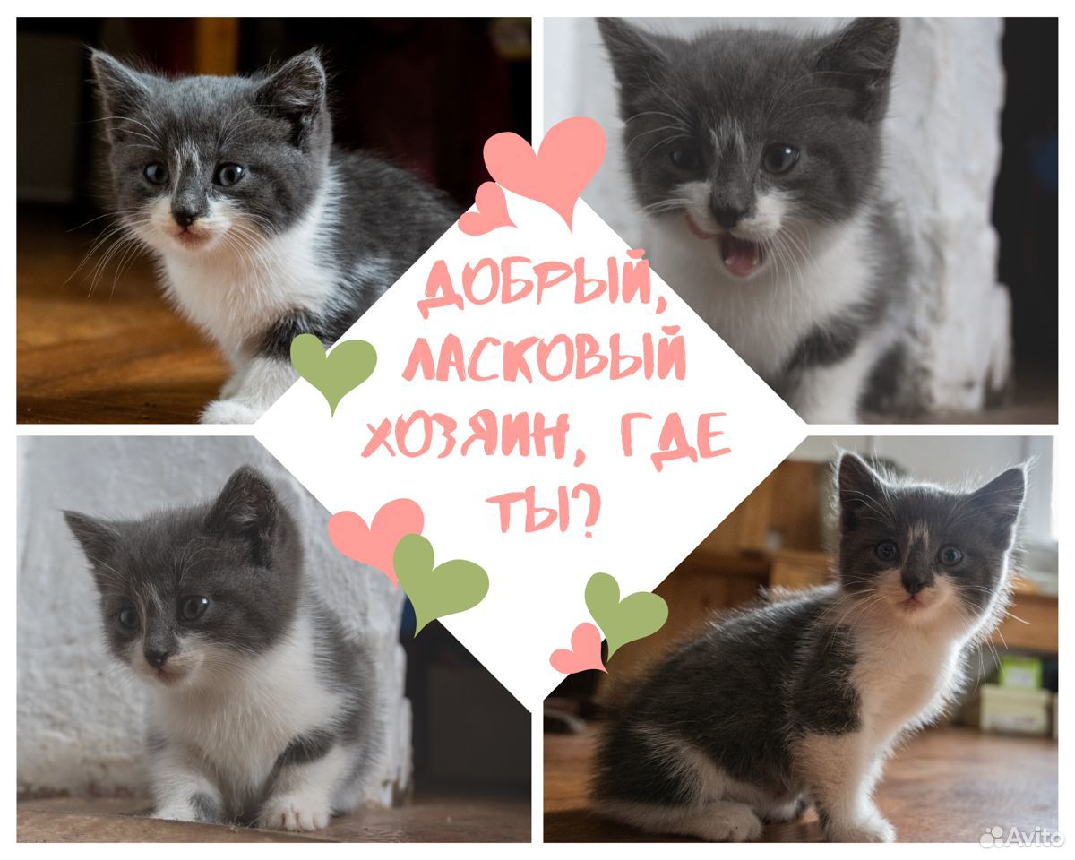 Котик малыш ищёт хозяина купить на Зозу.ру - фотография № 1