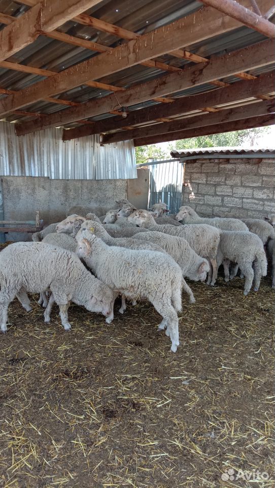 Продам овец матки купить на Зозу.ру - фотография № 2
