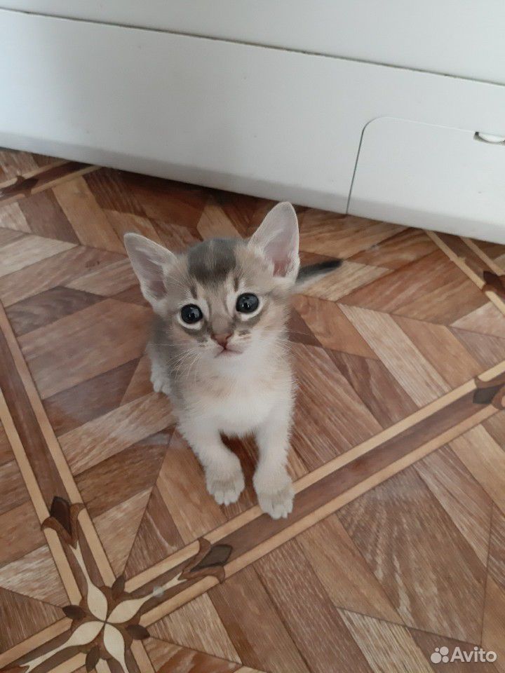 Абиссинские котята купить на Зозу.ру - фотография № 6