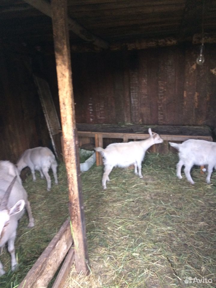 Козлята молочных коз купить на Зозу.ру - фотография № 2