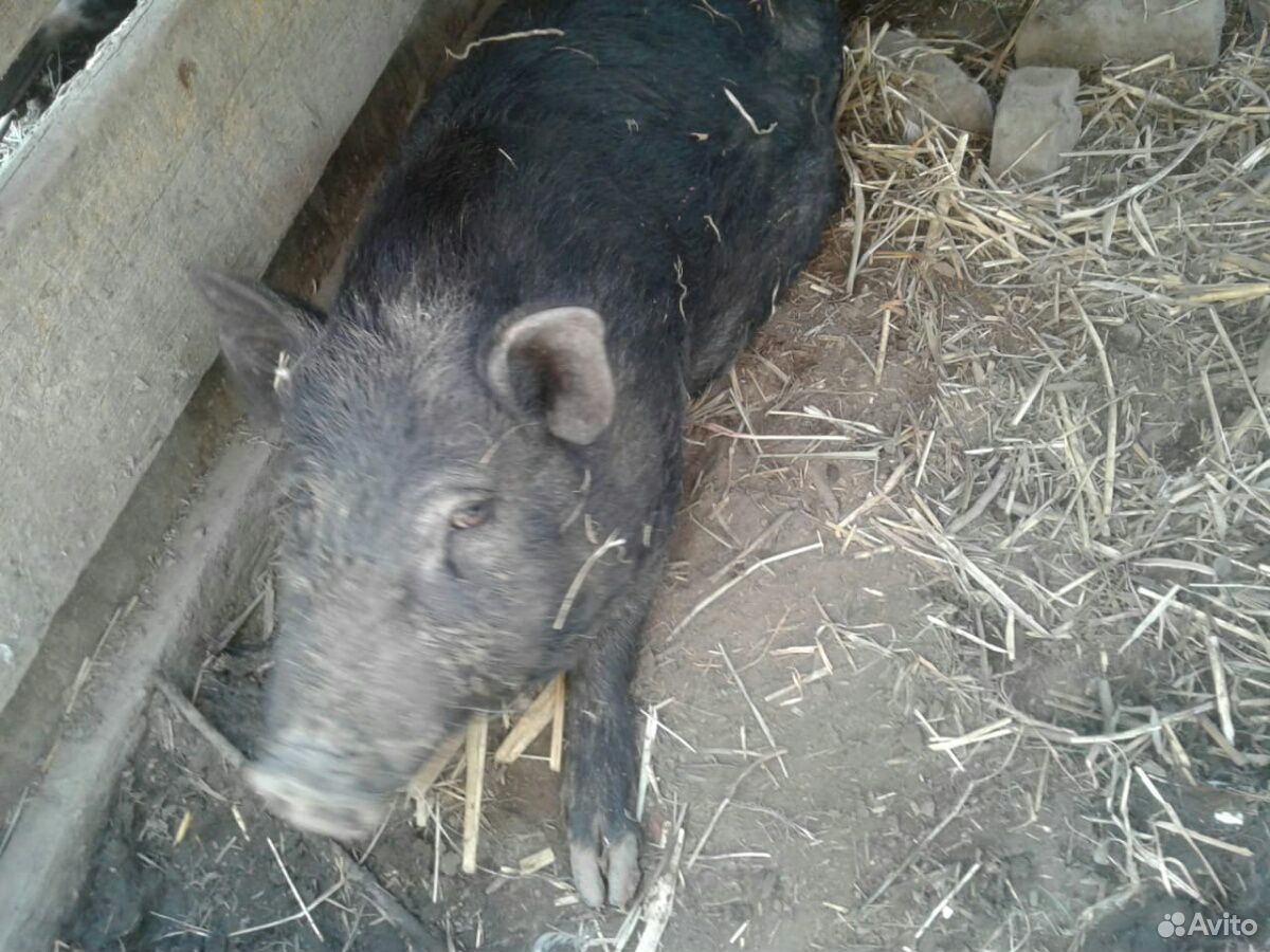 Продам свиней и поросят купить на Зозу.ру - фотография № 5