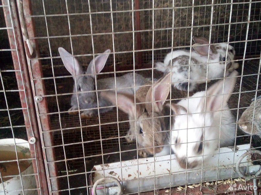 Кролик 1,5 мес купить на Зозу.ру - фотография № 2