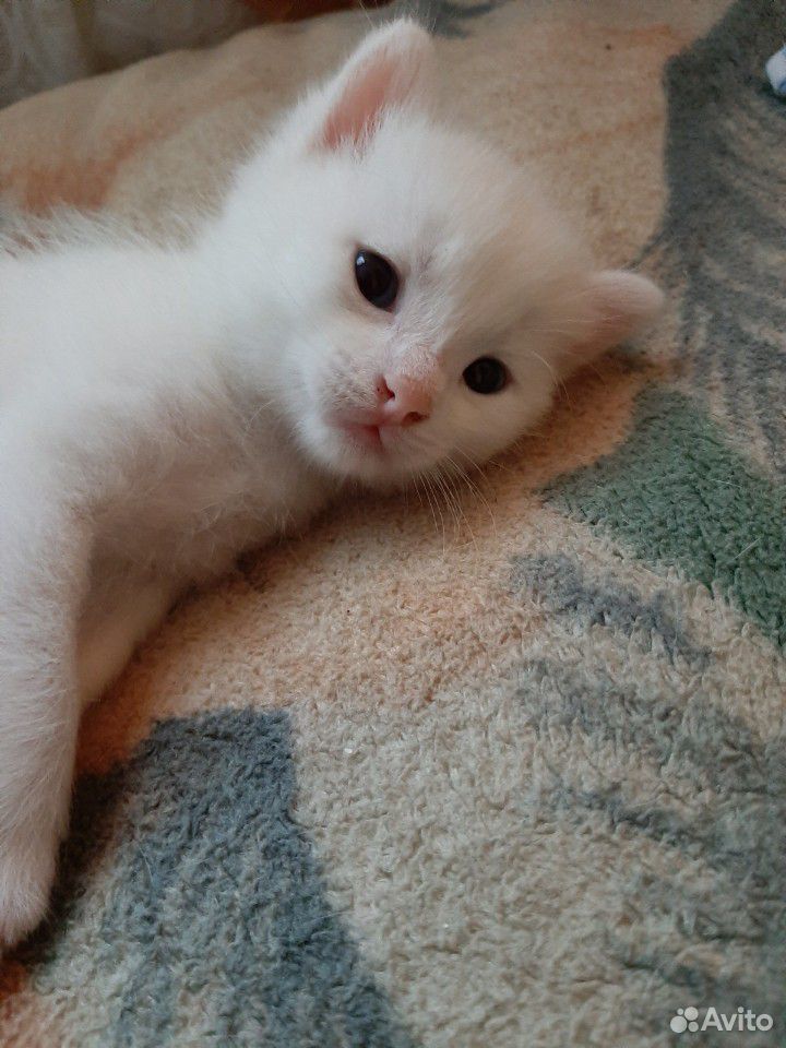 Котик альбинос купить на Зозу.ру - фотография № 2
