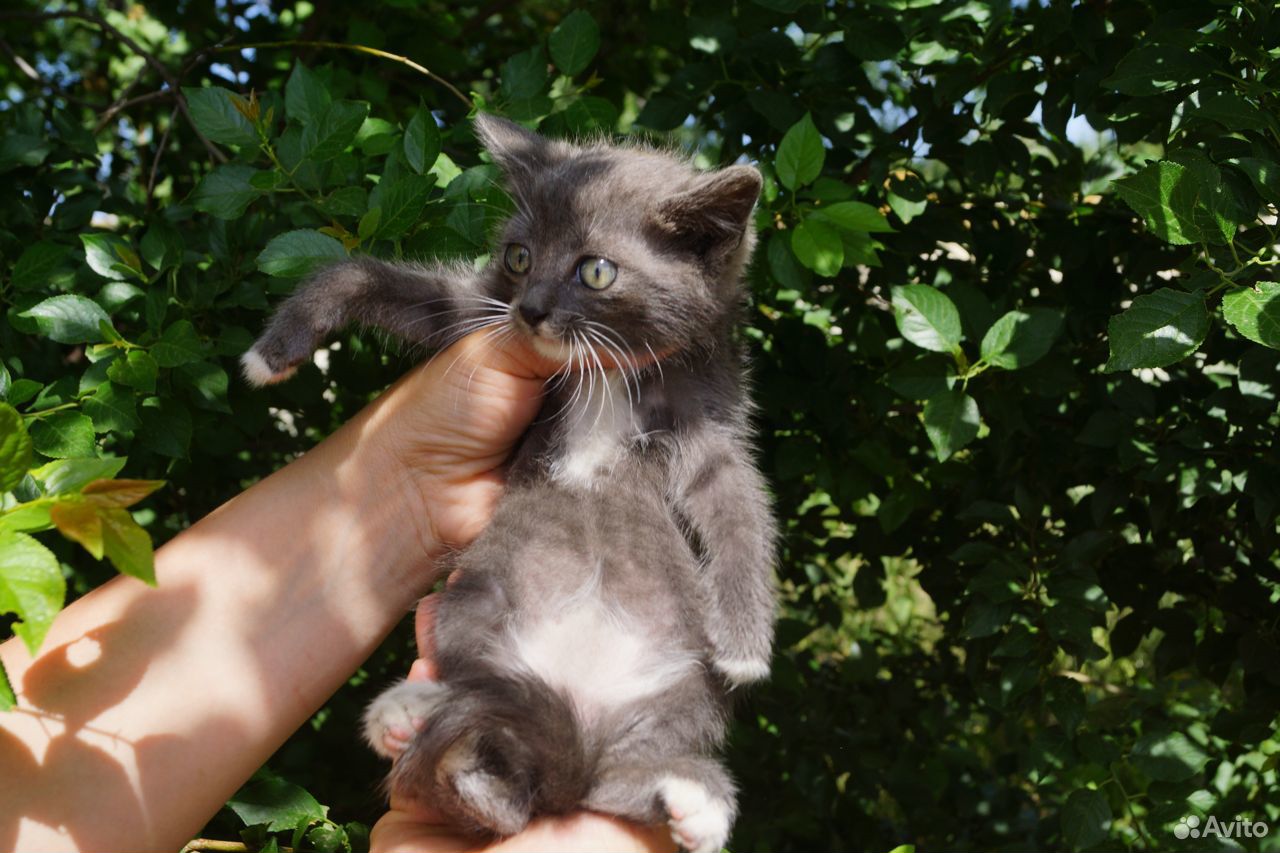 Котик в добрые руки купить на Зозу.ру - фотография № 6