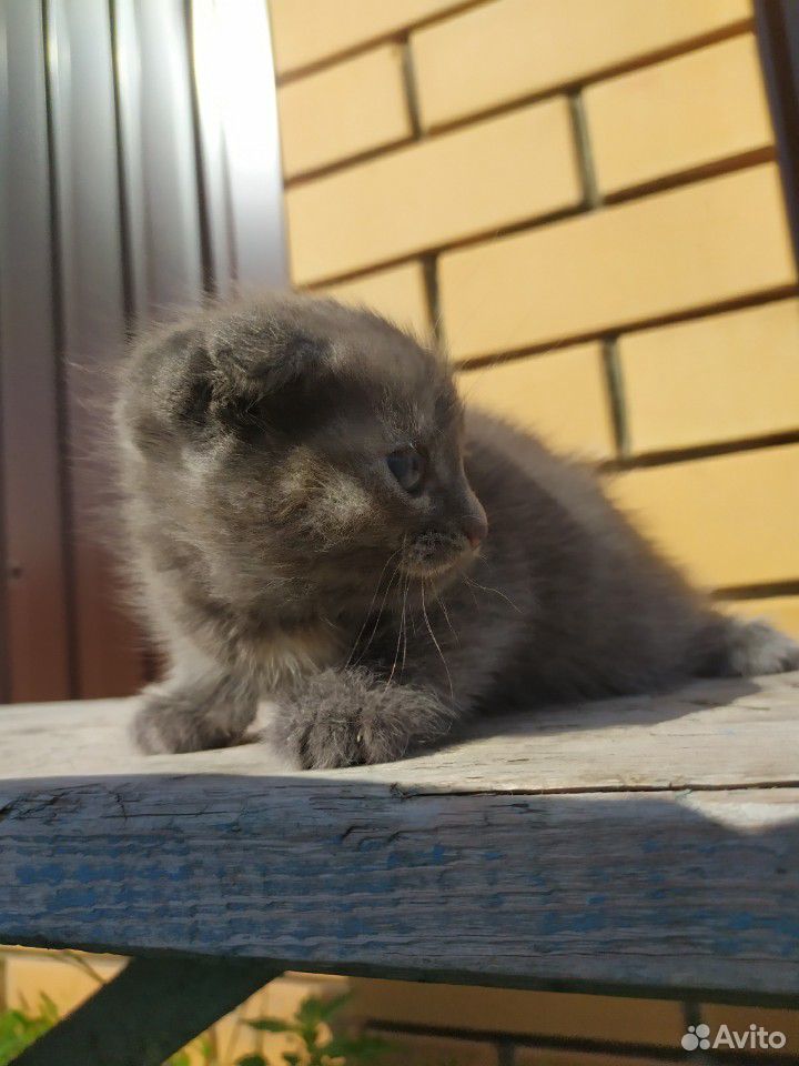 Британский котенок купить на Зозу.ру - фотография № 4
