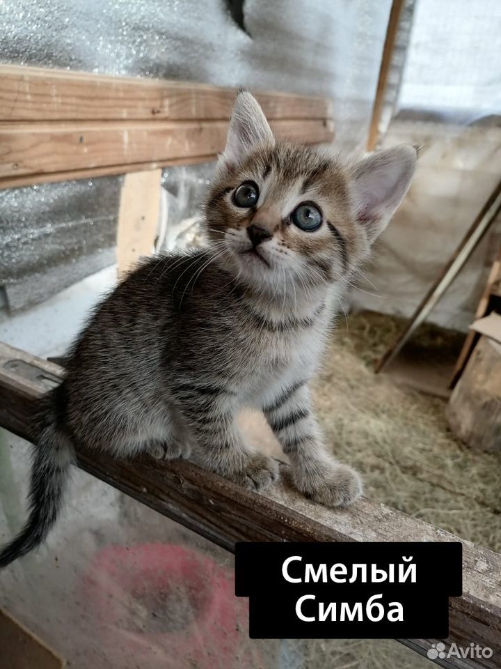 Котодруг (котята) в добрые руки, 1 мес купить на Зозу.ру - фотография № 3