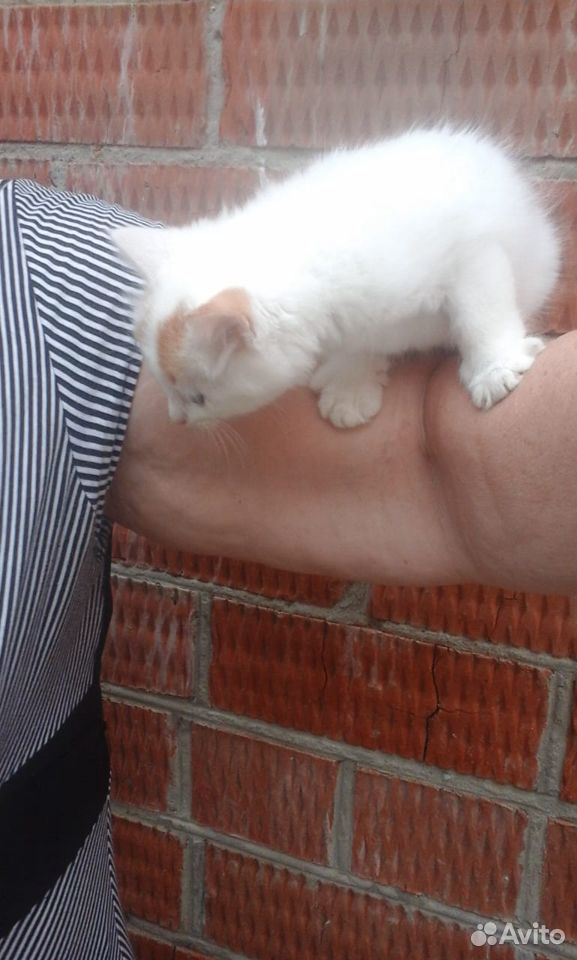 Отдам котёнка в добрые руки купить на Зозу.ру - фотография № 2