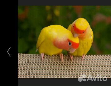 Попугаи неразлучники, кореллы говорящие, волнистые купить на Зозу.ру - фотография № 2