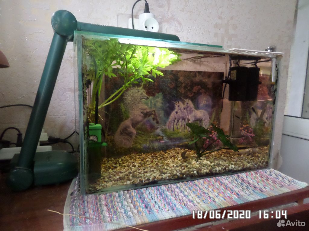 Аквариум с рыбками 25-30 л купить на Зозу.ру - фотография № 1
