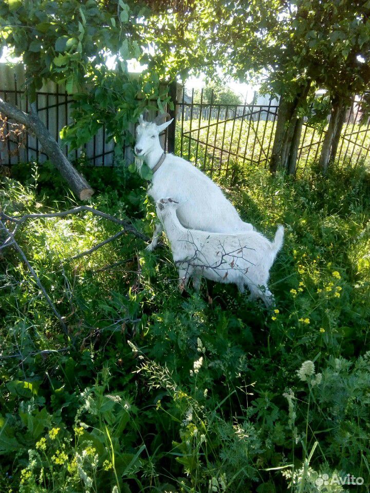 Коза с козленком купить на Зозу.ру - фотография № 2