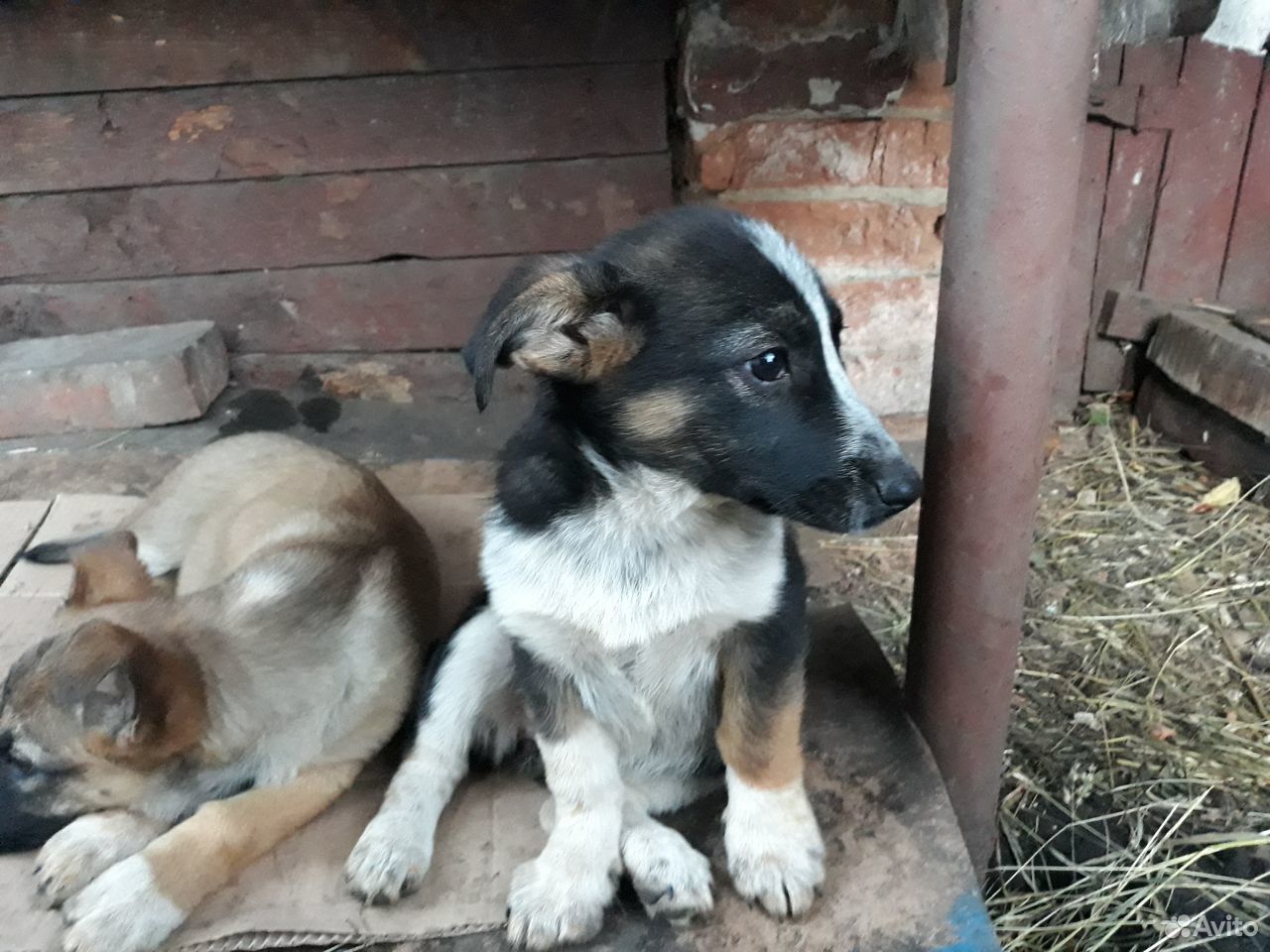 Камри, коротколапый щенок, ждёт хозяина купить на Зозу.ру - фотография № 4