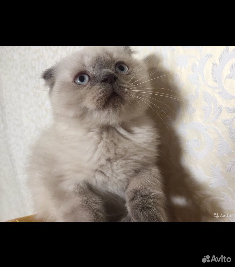 Продаётся котёнок Скотиш Страйт, редкого окраса купить на Зозу.ру - фотография № 2