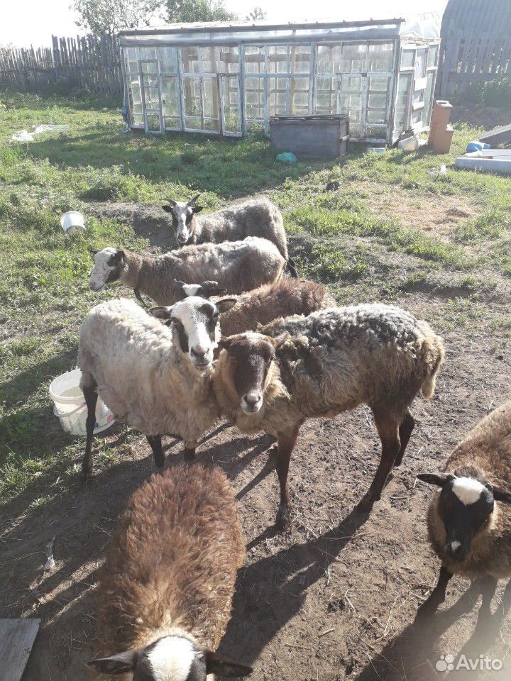 Овцы романовской породы купить на Зозу.ру - фотография № 1