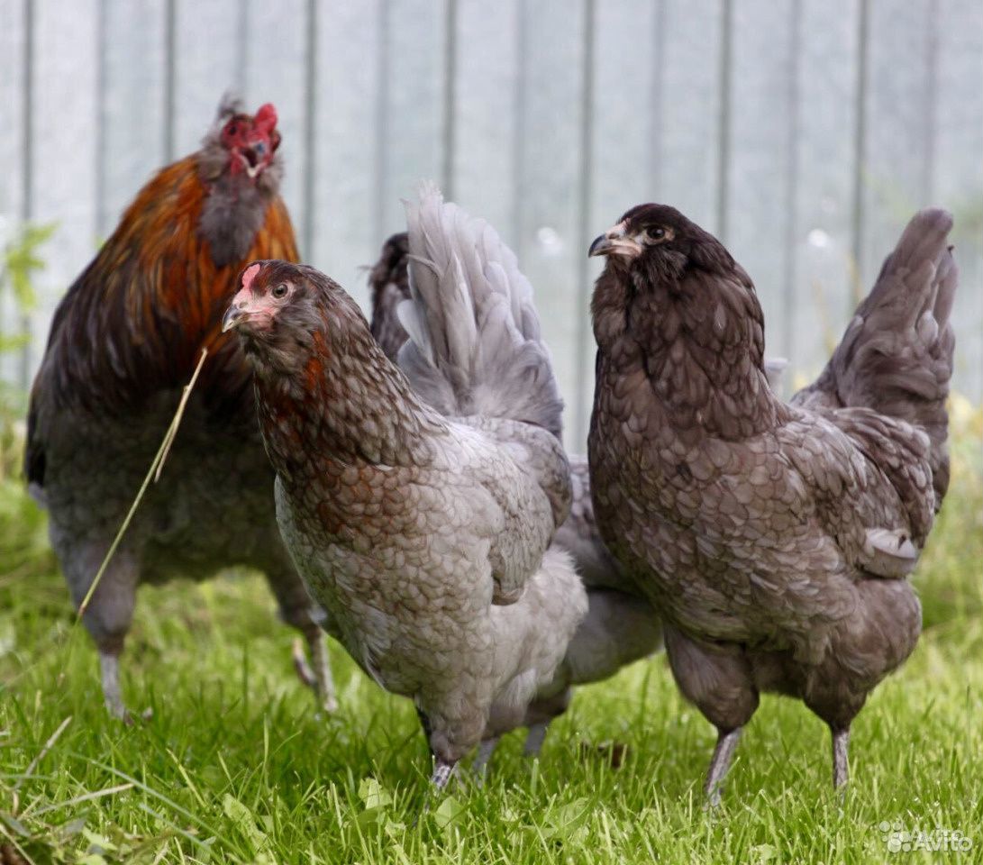 Цыплята несушки от 1 мес до 4мес купить на Зозу.ру - фотография № 5