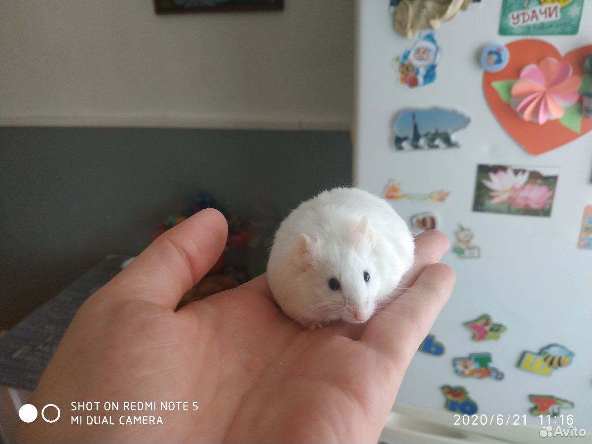 Японский мышки купить на Зозу.ру - фотография № 5