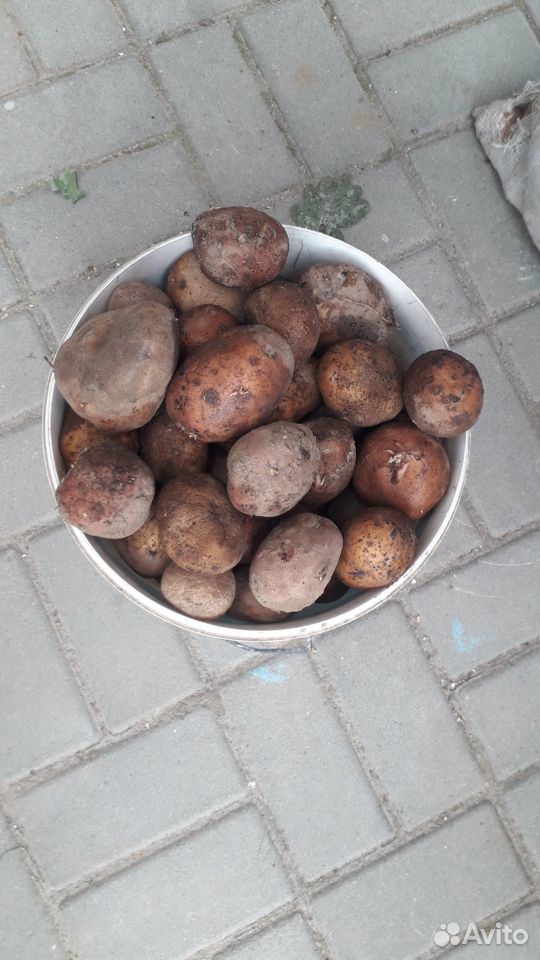Картошка купить на Зозу.ру - фотография № 2