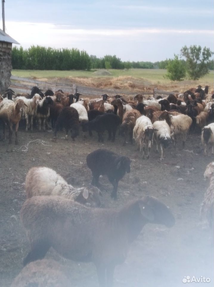Овцы курдючной породы купить на Зозу.ру - фотография № 1